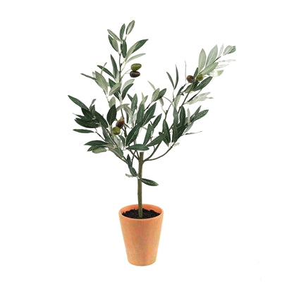 Potted Olive Topiary