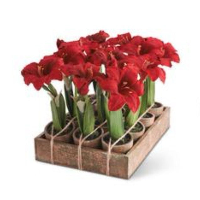 Potted Red Amaryllis
