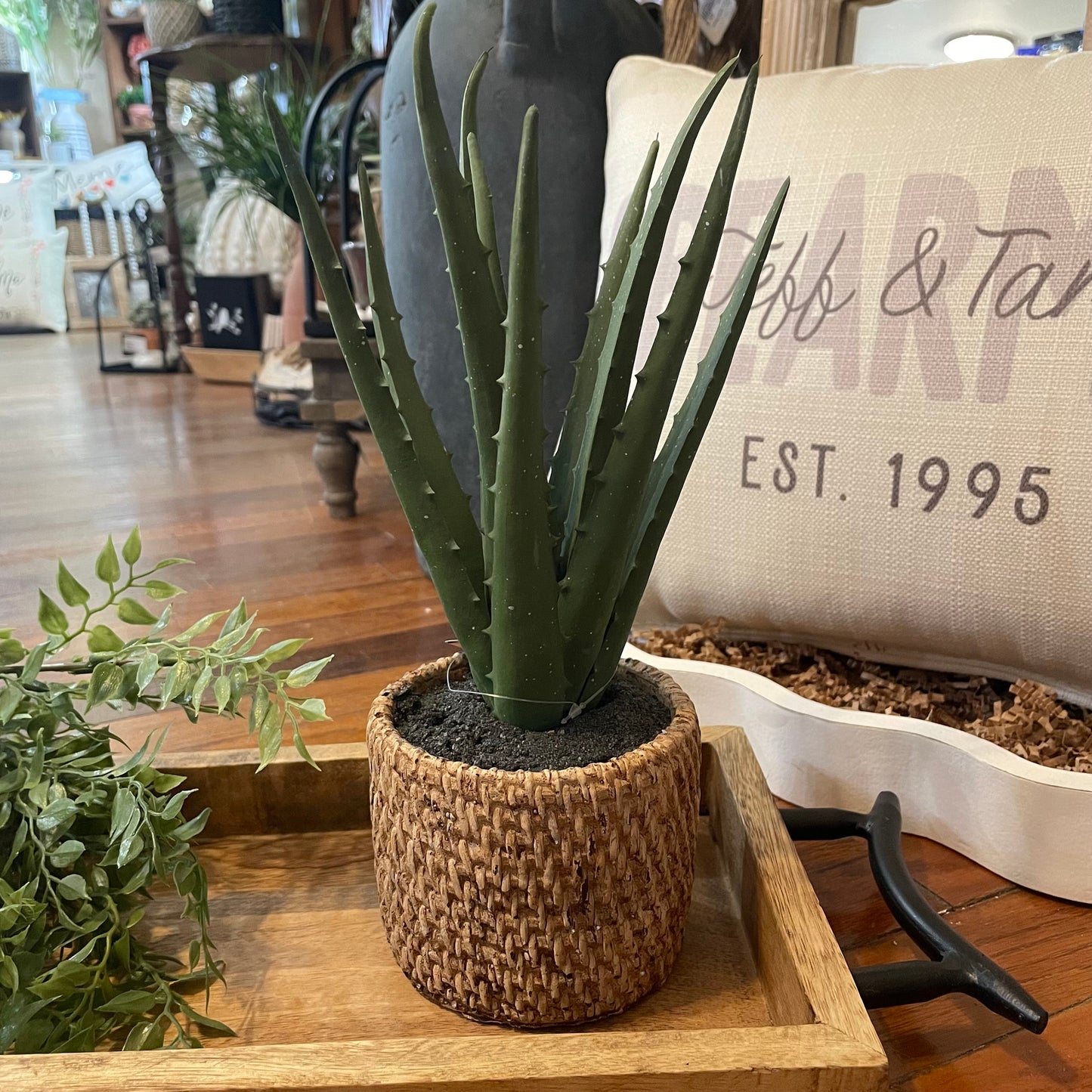 PD-AloePlant.jpeg