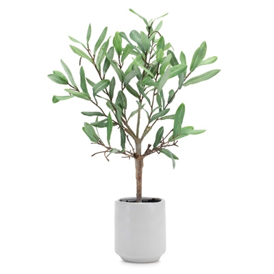 Potted Olive Topiary