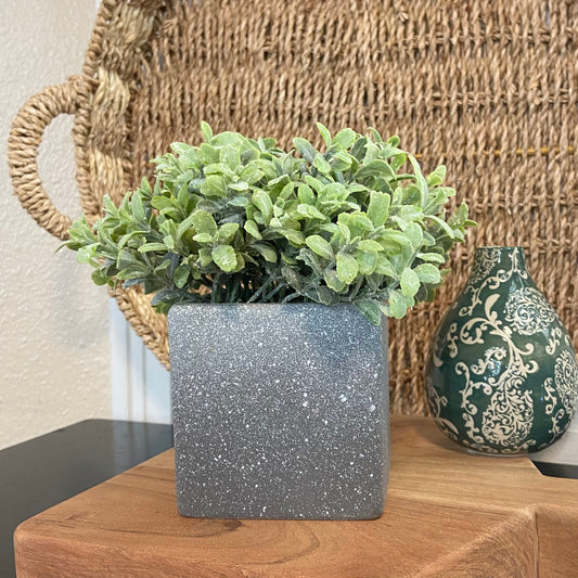 Speckled Potted Green Plant