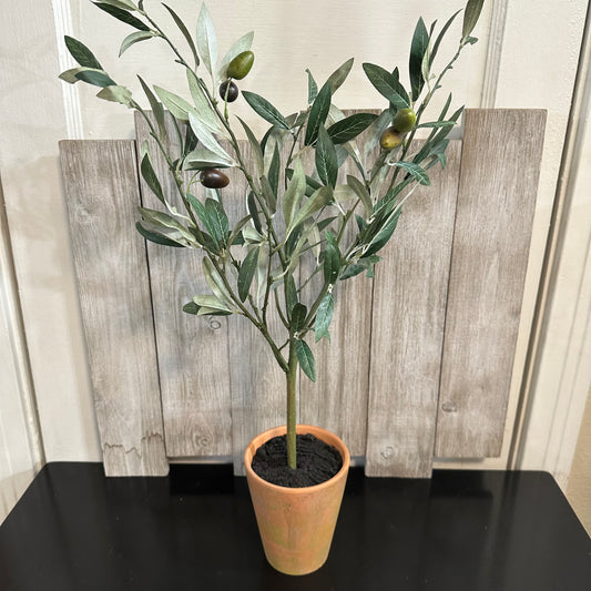 Potted Olive Topiary