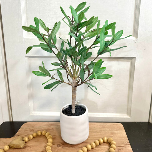 Potted Olive Topiary